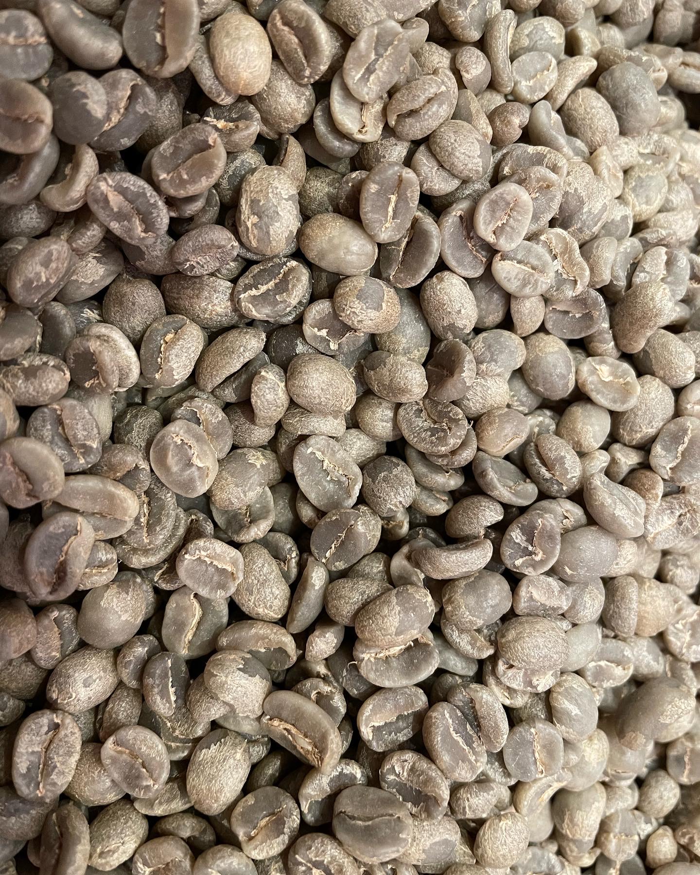 グァテマラ ヴィジャウレ ラス・ロマス農園販売開始！ | COFFEE TERMINAL